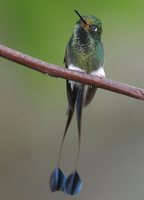 Booted Racket-tail - Ocreatus underwoodii