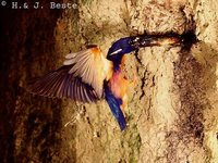 Azure Kingfisher - Alcedo azurea