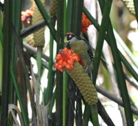 Black-cheeked Woodpecker - Melanerpes pucherani