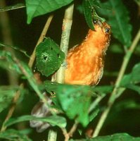 Blackish Antbird - Cercomacra nigrescens