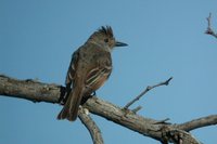 Ash-throated Flycatcher - Myiarchus cinerascens