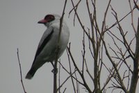 Masked Tityra - Tityra semifasciata