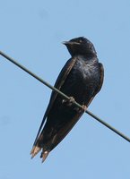 Purple Martin - Progne subis