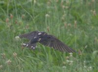 Barn Swallow - Hirundo rustica