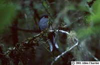 Rufous-throated Solitaire - Myadestes genibarbis