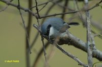 Masked Gnatcatcher - Polioptila dumicola