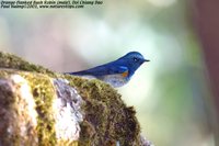 Red-flanked Bluetail - Tarsiger cyanurus