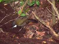 Eastern Whipbird - Psophodes olivaceus