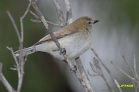 Western Gerygone - Gerygone fusca