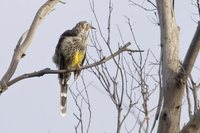 Yellow Wattlebird - Anthochaera paradoxa