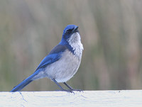 Island Scrub-Jay - Aphelocoma insularis