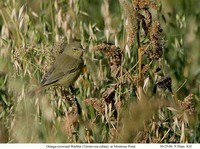 Orange-crowned Warbler - Vermivora celata