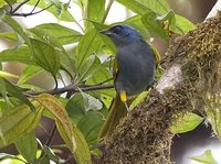 Blue-capped Tanager - Thraupis cyanocephala