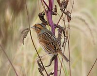 Nelson's Sharp-tailed Sparrow - Ammodramus nelsoni