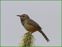 Cactus Wren, Organ Pipe NM