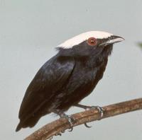 White-crowned manakin, saltarin, male