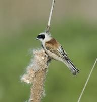 Penduline Tit - Remiz pendulinus