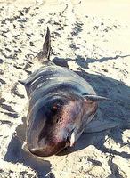 Pygmy Sperm Whale - Kogia breviceps