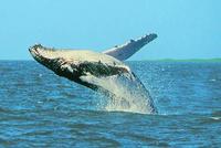 Humpback Whale