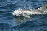 Risso's dolphin (grampus); 40k