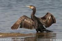 Kormoran velky (Phalacrocorax carbo)