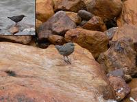 Adult and juvenile brown dipper Cinclus pallasii