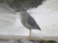 Striated Heron Butorides striatus 검은댕기해오라기