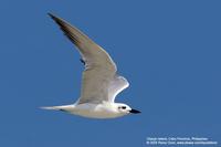 Gull-billed Tern (Gelochelidon nilotica)