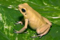 Golden Poison Frog Phyllobates terribilis