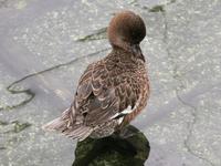 Ferruginous Pochard