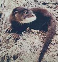 Haarnasenotter [Lutra sumatrana]