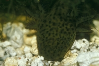 : Ambystoma mexicanum; Mexican Axolotl