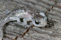 : Aneides lugubris; Arboreal Salamander
