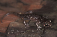 : Aneides lugubris; Arboreal Salamander