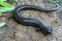 : Batrachoseps pacificus; Channel Islands Slender Salamander