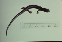 : Bolitoglossa epimela