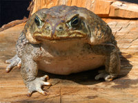 : Bufo marinus; Cane Toad