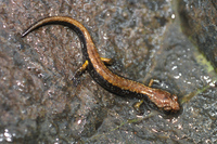 : Plethodon dunni; Dunn's Salamander