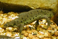 : Pleurodeles waltl; Spanish Ribbed Newt