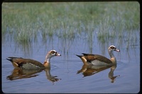 : Alopochen aegyptiaca; Egyptian Goose