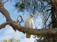 : Cacatua pastinator; Little Corella