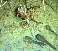 : Rana muscosa; Mountain Yellow-legged Frog