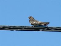 : Chordeiles minor; Common Nighthawk