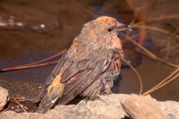 : Loxia curvirostra; Red Crossbill