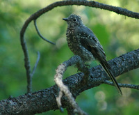 : Myadestes townsendi; Townsend's Solitaire