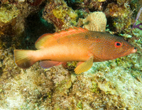 : Epinephalus fulvus; Coney