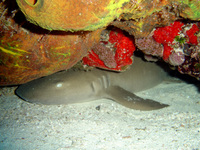 : Ginglymostoma cirratum; Nurse Shark