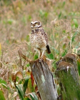 : Speotyto cunicularia; Coruja-buraqueira