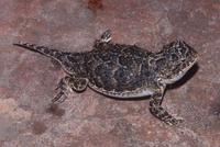 : Phrynosoma douglasii; Pygmy Short-horned Lizard