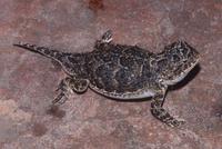 : Phrynosoma douglasii; Pygmy Short-horned Lizard